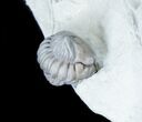 Prone + Enrolled Flexicalymene Trilobites - Ohio #30441-3